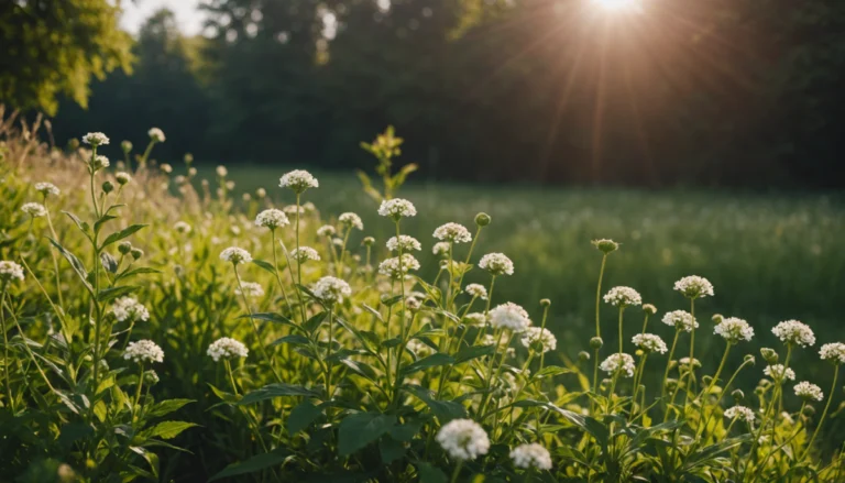 Homéopathie pour l’entorse : traitements naturels pour une guérison rapide